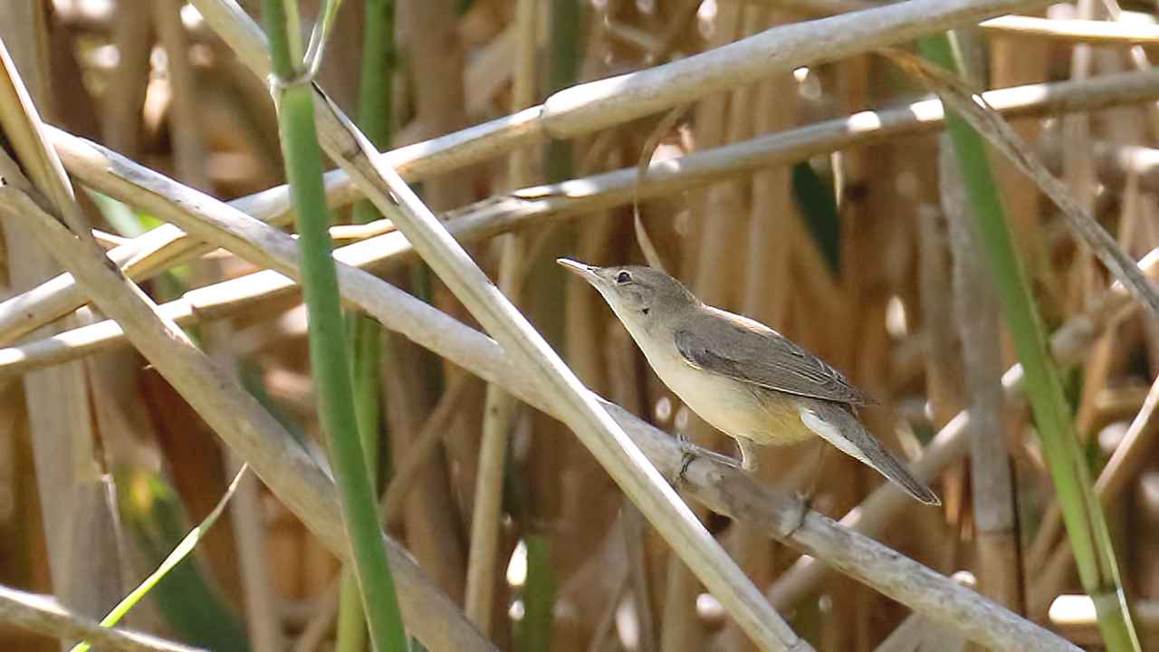 Icterine Warbler